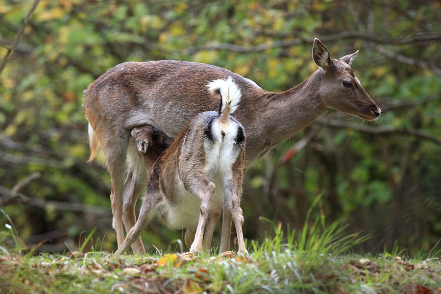 il daino,silenzioso custode dei segreti del bosco